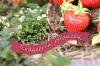 Plantera jordgubbar: steg-för-steg-guide