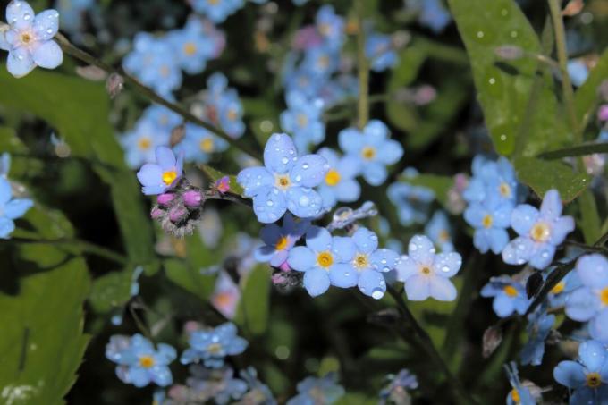Pouring the forget-me-not
