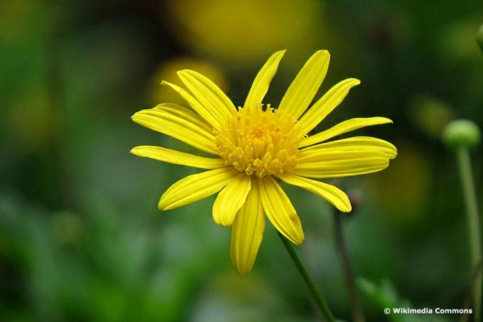 Keltainen Marguerite (Euryops chrysanthemoides)