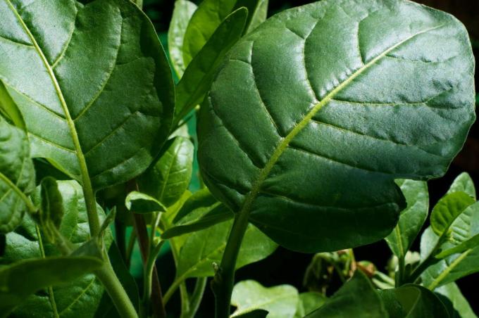 Farmářský tabák s kulatými listy