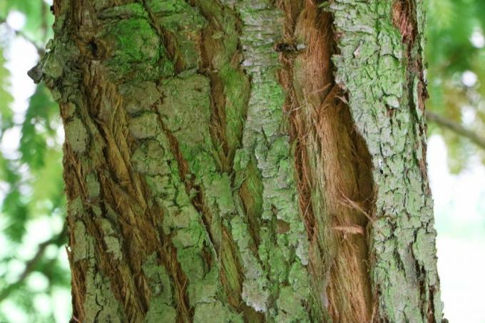 Kystredwood, Sequoia sempervirens