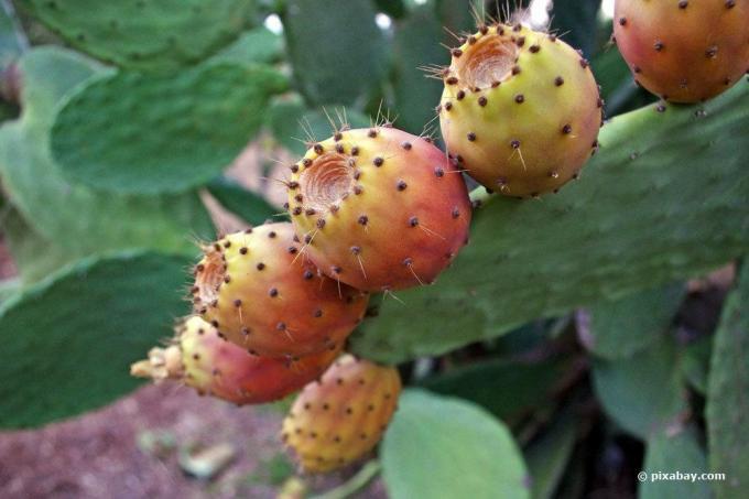 Prickly pear, Opuntia ficus-indica