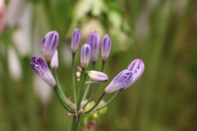 African lily, agapanthus does not bloom