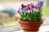 Star hyacinth: plants, care & varieties