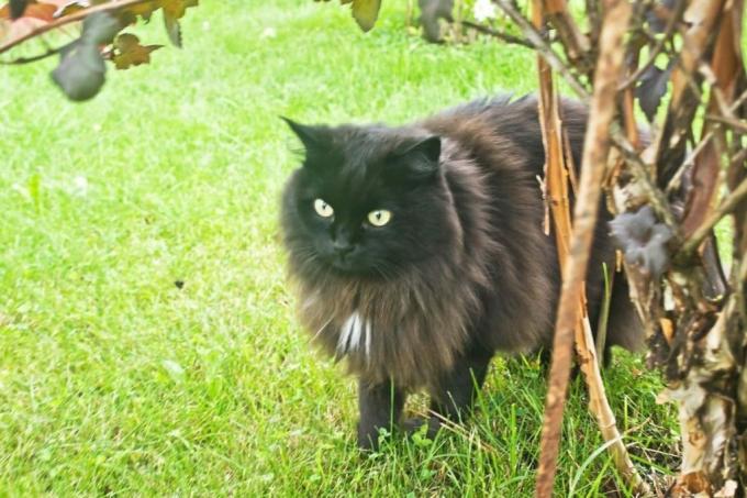 melns kaķis dārzā