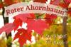 Arce rojo, Acer rubrum: perfil y cuidado