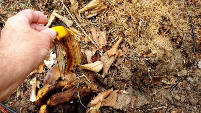 Throwing banana peel into compost