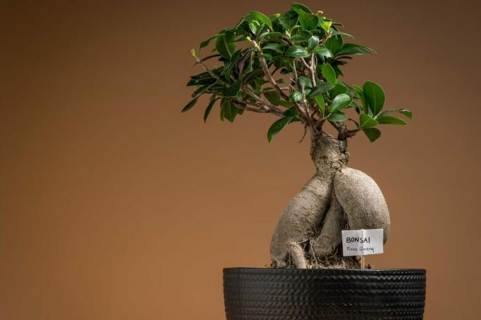 Ženšenio bonsai