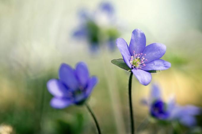 квітка печінки фіолетової