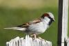 House Sparrow: Song, Nest, Young Bird & Co.