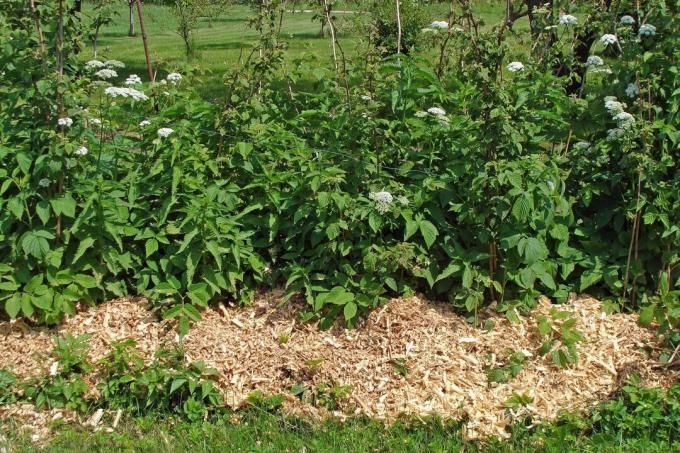 Hallonväxter med kompostmaterial
