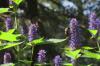 Συνδυάστε αρωματική τσουκνίδα: Οι καλύτεροι συνεργάτες και ιδέες φυτών