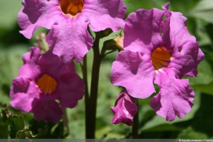 felce fiorita - Incarvillea delavayi - giardino gloxinia