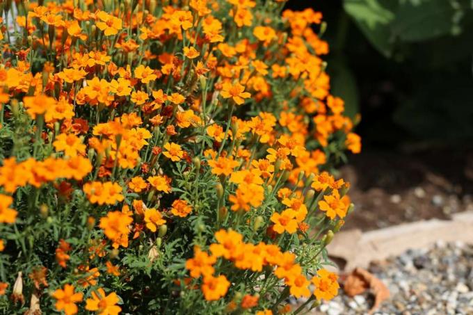 Spice marigolds as a good plant neighbor for tomatoes