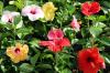 Hibiscus Varieties: The Most Beautiful & Hardy Varieties