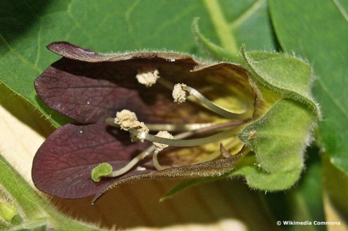 Mărunțișă neagră mortală (Atropa belladonna)