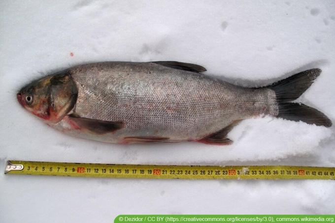 Ikan Mas Perak - Hypophthalmichthys molitrix