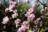 Menanam magnolia: lokasi & waktu