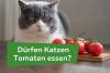 Μπορούν οι γάτες να τρώνε ντομάτες;