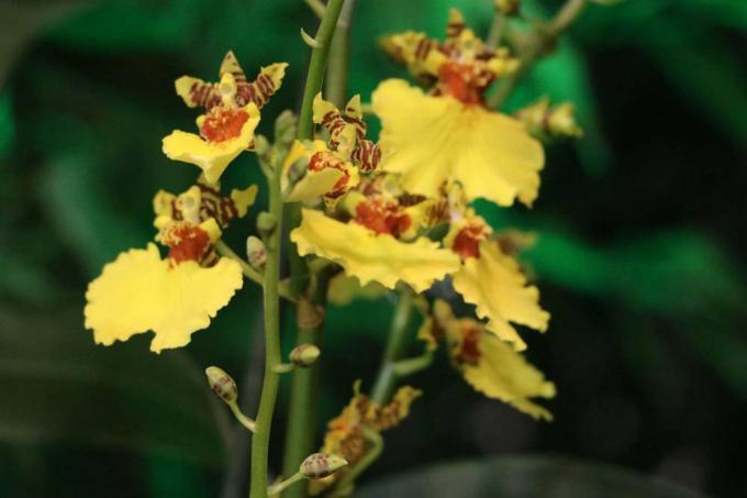 Орхидеята, Oncidium може да бъде опасна за котките