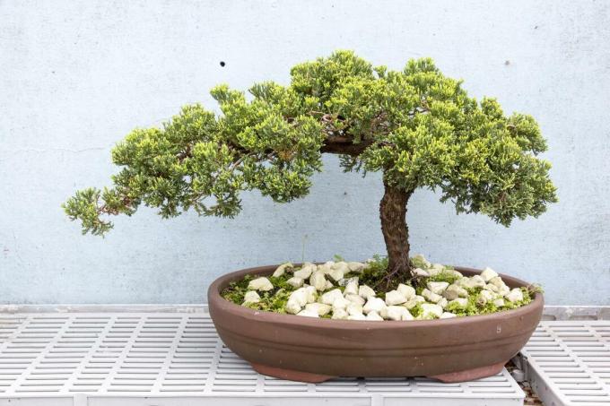 Græshoppetaks som bonsai
