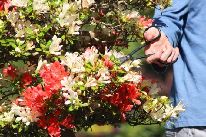 Japanese azalea pruning