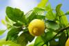 Feuilles jaunes sur le citronnier: causes & contrôle