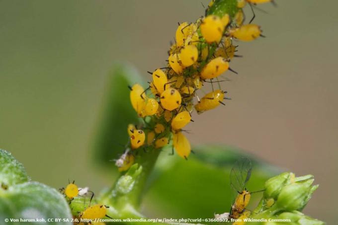 gula löss på oleandern