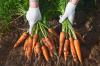 Plantera morötter: 10 tips för morötter i trädgården