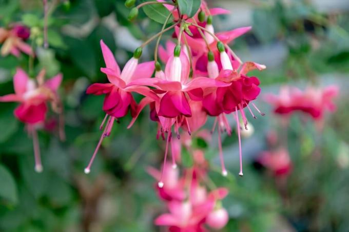 Fuchsia à fleurs roses