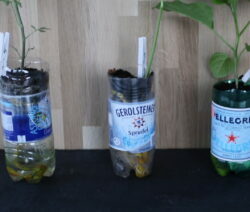 perdirbtas PET butelis su augalais po 35 dienų