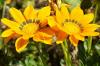 Gazanie, Gazania - sowing, care and wintering of midday gold