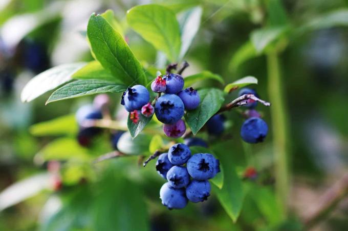 Blueberries - Blueberries - Vaccinium myrtillus
