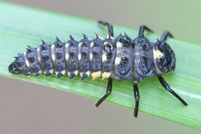 İki noktalı uğur böceği larvası (Adalia bipunctata)