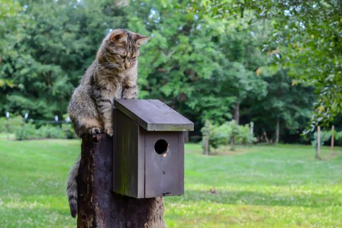 Cat looks down on a nest box