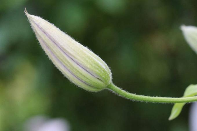 Flower bud of a clematis