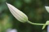 Kada cvjetaju klematis? Pregled vremena cvatnje vrste klematisa