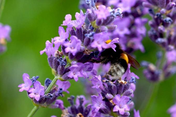 Lavender adalah sumber makanan yang bagus untuk lebah