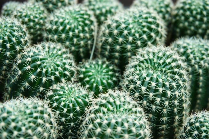 Grønne kaktusser