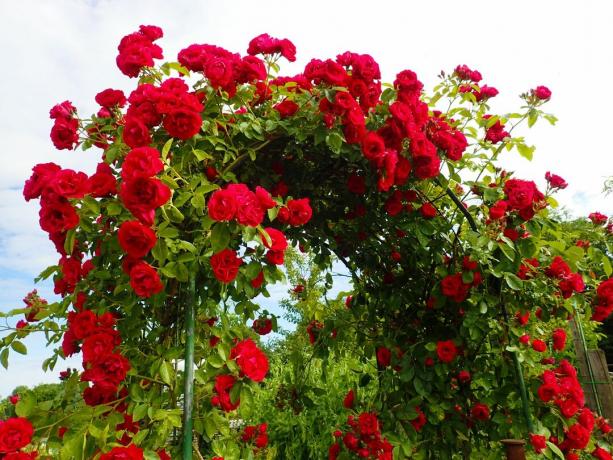 A metal arch overgrown with red roses