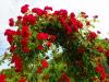 Vytvoření oblouku růže: Postup a vhodné odrůdy