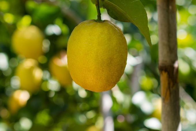 Lemon matang tergantung di pohon lemon