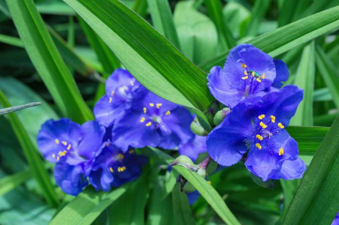 פרח תלת-תורני כחול
