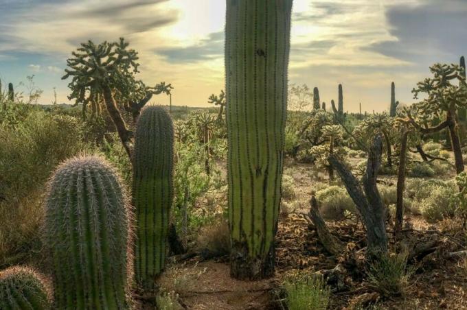 Mangfoldighed af kaktusser i ørkenen