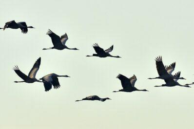 Aves migratórias: rotas, cronograma e lista de espécies de aves migratórias nativas