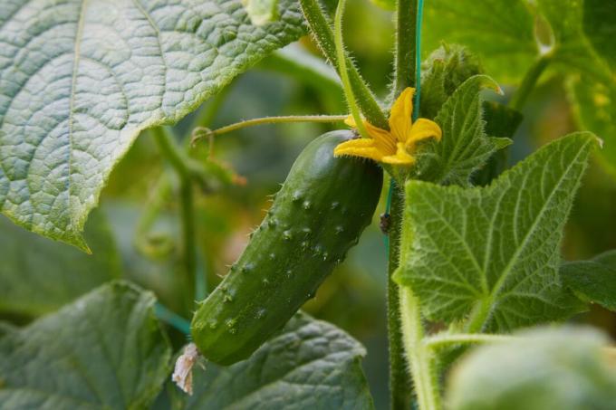 Stripped cucumber plant