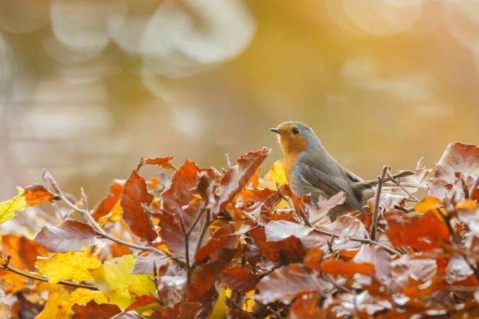 Robins dans les feuilles d'automne