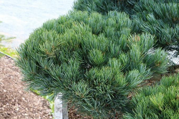 Pinus parviflora, jomfrufyr
