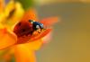 정원의 유익한 곤충: 동물 도우미 10마리