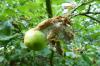 Bolesti stabla jabuke: česte i opasne bolesti